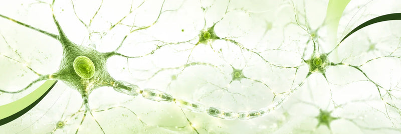 BPC-157 Nerve Regeneration: What the Evidence Says About Nerve Damage and Neuropathy