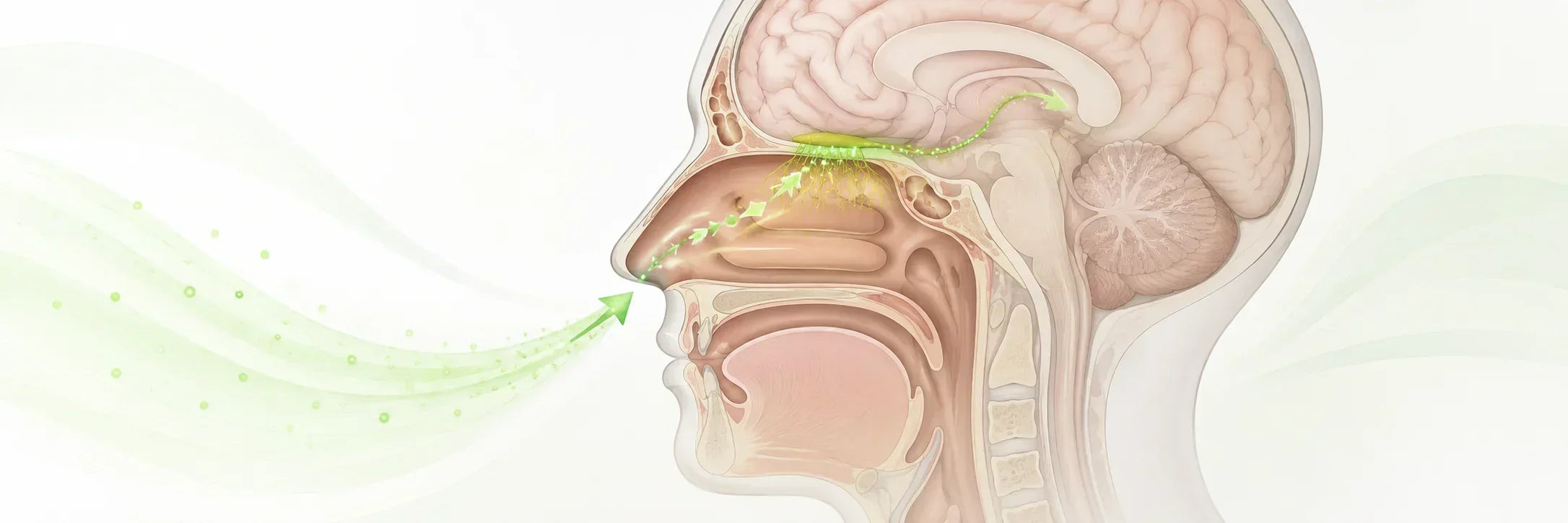 Intranasal Peptide Delivery: Emerging Research on Intranasal Administration